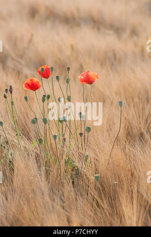 Roter Mohn, Hohenlohe, Baden-Württemberg, Deutschland, (Papaver rhoeas) Stockfoto