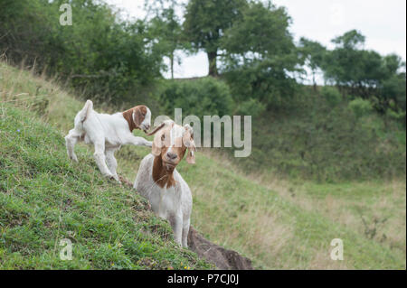 Boer Ziege mit Kitz, Hohenlohe, Baden-Württemberg, Deutschland Stockfoto