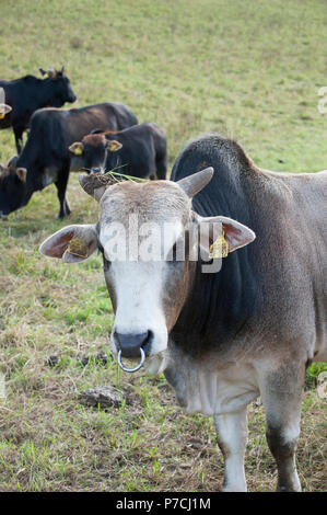 Zebu-rinder, Schwaebisch Hall, Hohenlohe, Baden-Württemberg, Heilbronn-franken, Deutschland Stockfoto