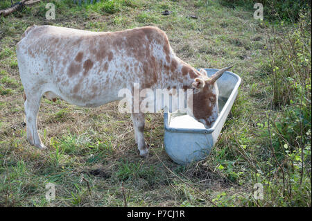 Zebu-rinder, Schwaebisch Hall, Hohenlohe, Baden-Württemberg, Heilbronn-franken, Deutschland Stockfoto