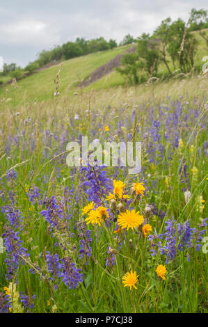 Wiese und Stein Bar, Künzelsau, Kochertal, Region Hohenlohe, Baden-Württemberg, Heilbronn-franken, Deutschland, K³nzelsau Stockfoto