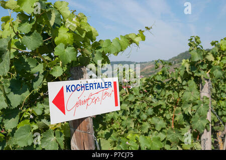 Weinberg, Ingelfingen, Kochertal, Schwaebisch Hall, Hohenlohe, Baden-Württemberg, Heilbronn-franken, Deutschland Stockfoto