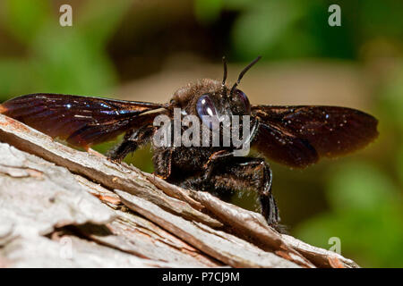 Violett carpenter Bee, (Xylocopa violacea) Stockfoto