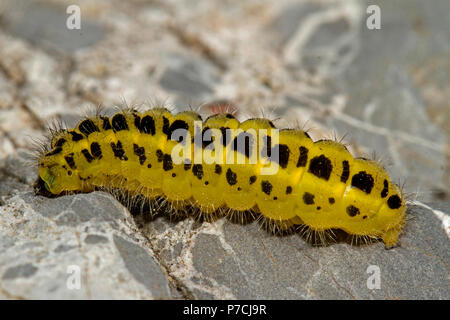 Six-spot Burnet, Caterpillar, (Zygaena Filipendulae) Stockfoto