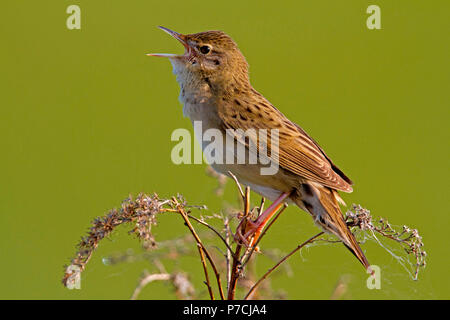 Gemeinsame grasshopper Warbler, (Locustella naevia) Stockfoto