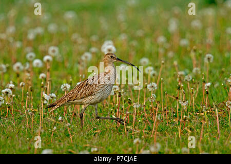 Eurasian curlew, (Numenius arquata) Stockfoto