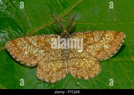 Gemeinsame Heide, Insekten, männlich, (Ematurga atomaria) Stockfoto