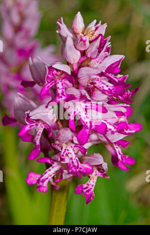Helm-knabenkraut, Pflanzen, Wildblumen, Orchideen, Marsh Orchideen, Blüte, Blüten, viele, Kardinal rot, Wiese, grün, (Orchis militaris) Stockfoto