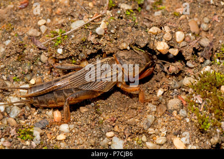 Europäischen Maulwurfsgrille (Gryllotalpa gryllotalpa) Stockfoto