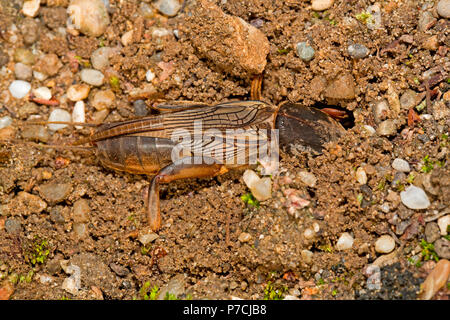 Europäischen Maulwurfsgrille (Gryllotalpa gryllotalpa) Stockfoto