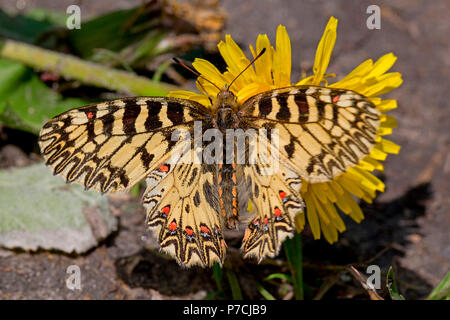 Southern festoon, Löwenzahn Blume, (Lycaena polyxena) Stockfoto