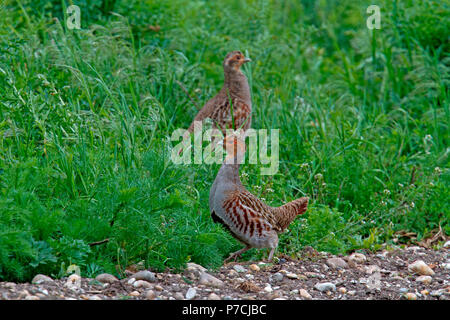 Grau Rebhühner, (Perdix perdix) Stockfoto