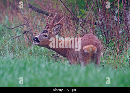 Europäische Reh, Reh (Capreolus capreolus) Stockfoto