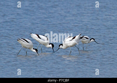 Pied Säbelschnäbler (Recurvirostra Avosetta) Stockfoto