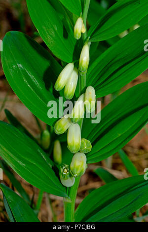 Die kantigen Salomo Dichtung (Bell Odoratum) Stockfoto