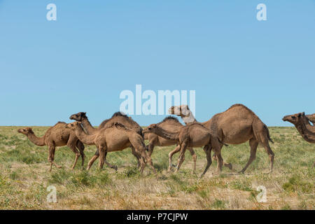 Dromedare, laufen, Kamelfarm, Zucht, Region Süd, Kasachstan, (Camelus dromedarius) Stockfoto