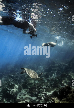 Weibliche Schnorchler Fotografieren unter Wasser der Grünen Meeresschildkröte und Seelöwen auf den Galapagos Inseln Stockfoto