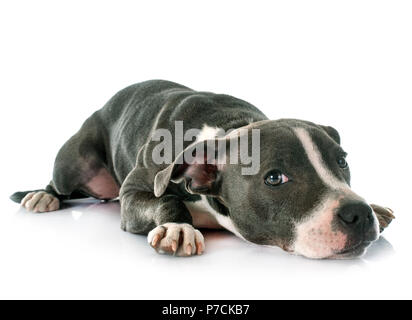 Welpen Staffordshire Bull Terrier vor weißem Hintergrund Stockfoto