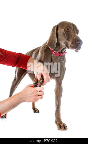 Grau Weimaraner vor weißem Hintergrund Stockfoto