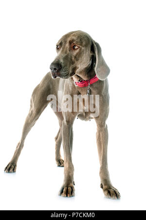 Grau Weimaraner vor weißem Hintergrund Stockfoto