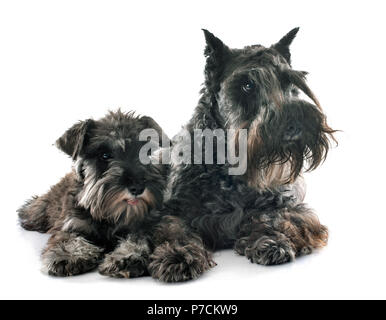 Zwei Zwergschnauzer vor weißem Hintergrund Stockfoto