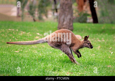 Bennett Wallaby, Erwachsene springen, kuscheligen Creek, South Australia, Australien, (Macropus rufogriseus) Stockfoto