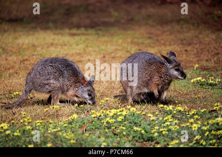 Tammar Wallaby, Dama-Wallaby, zwei Erwachsene Fütterung, Kangaroo Island, South Australia, Australien, (Macropus eugenii) Stockfoto