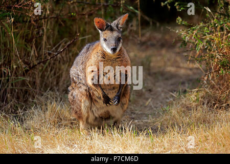 Tammar Wallaby, Dama-Wallaby, Erwachsener, Kangaroo Island, South Australia, Australien, (Macropus eugenii) Stockfoto