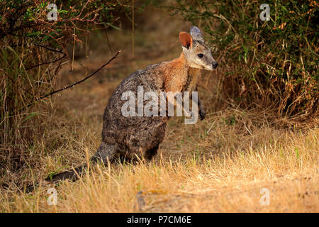 Tammar Wallaby, Dama-Wallaby, Erwachsener, Kangaroo Island, South Australia, Australien, (Macropus eugenii) Stockfoto