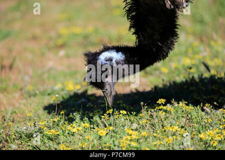 Die Wwu, Erwachsene auf der Suche nach Essen, Fütterung, Hochformat, Mount Lofty, South Australia, Australien, (Dromaius novaehollandiae) Stockfoto