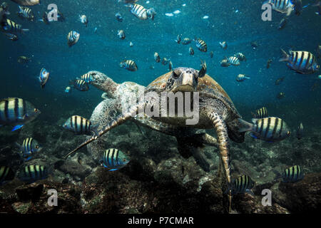 Grüne Meeresschildkröten und Sergeant Major Fisch unter Wasser in den Galapagos Inseln Stockfoto