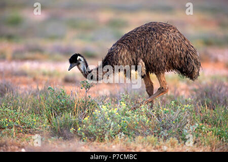 Die Wwu, erwachsene Futtersuche, Sturt Nationalpark, New South Wales, Australien, (Dromaius novaehollandiae) Stockfoto