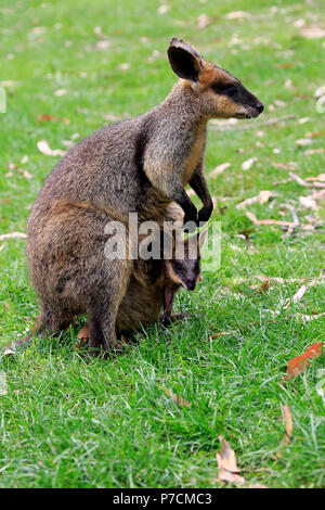 Agile Wallaby, weiblich mit Joey im Beutel, kuscheligen Creek, South Australia, Australien, (Macropus agilis) Stockfoto