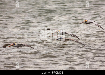 Eine Herde von Brauner Pelikan, Pelecanus occidentalis, an der pazifischen Küste von Punta Chame, Republik Panama. Stockfoto