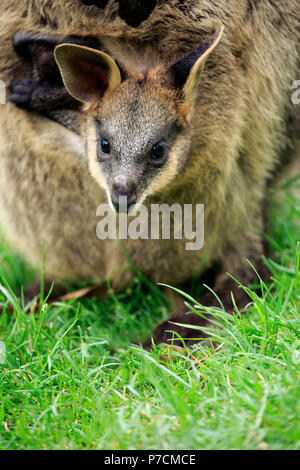 Agile Wallaby, Junge aus Pouch portrait suchen, kuscheligen Creek, South Australia, Australien, (Macropus agilis) Stockfoto