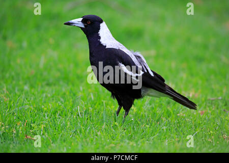 Australische Magpie, Adelaide, South Australia, Australien, (Gymnorhina tibicen) Stockfoto