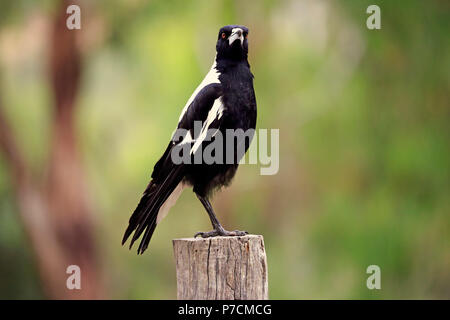 Australische Magpie, Adelaide, South Australia, Australien, (Gymnorhina tibicen) Stockfoto