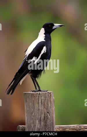 Australische Magpie, Adelaide, South Australia, Australien, (Gymnorhina tibicen) Stockfoto