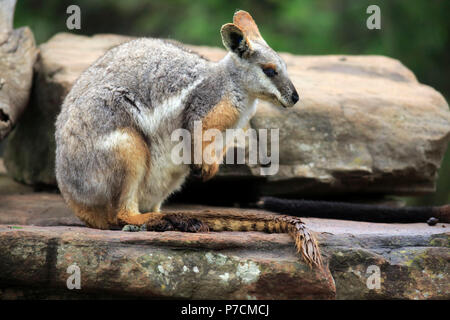 Gelb-footed Rock Wallaby, Erwachsenen auf dem Rock, South Australia, Australien, (Petrogale xanthopus) Stockfoto