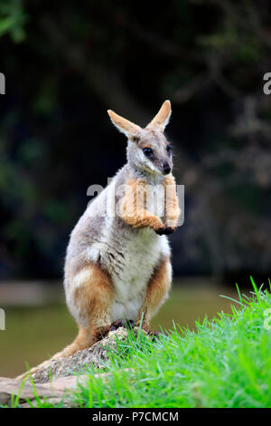 Gelb-footed Rock Wallaby, Erwachsenen auf dem Rock, South Australia, Australien, (Petrogale xanthopus) Stockfoto