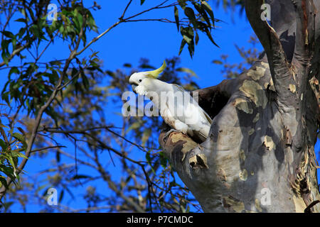 Schwefel-Crested Cockatoo, Erwachsenen auf dem Baum an der Zucht Burrow, Murramarang National Park, South Australia, Australien, (Cacatua galerita) Stockfoto