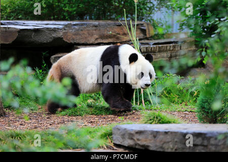 Panda, erwachsene Wandern, Adelaide, South Australia, Australien, (Ailuropoda lalage) Stockfoto