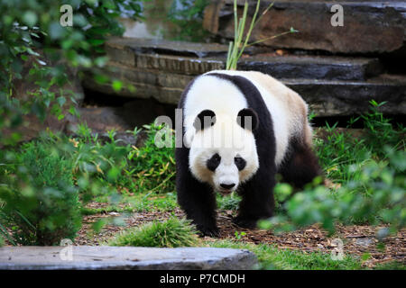 Panda, Adelaide, South Australia, Australien, (Ailuropoda lalage) Stockfoto