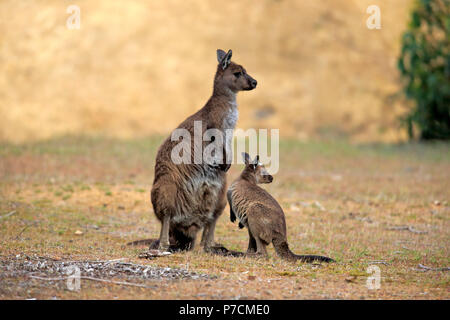 Kangaroo Island Kangaroo, Erwachsene mit Jungen, die Mutter mit den Jungen, Kangaroo Island, South Australia, Australien, (Macropus fuliginosus Fuliginosus) Stockfoto