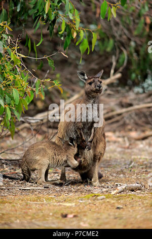 Kangaroo Island Kangaroo, Erwachsene mit jungen Säugling, Mutter mit Jungen suchen in Hülle, Kangaroo Island, South Australia, Australien, (Macropus fuliginosus Fuliginosus) Stockfoto