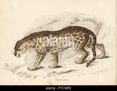 Jaguar, Panthera Onca (Felis Onca). Handkoloriert Stahlstich von Georg Friedrich Treitschkes Galerie of Natural History, Naturhistorischer Bildersaal des Thierreiches, Liepzig, 1842. Stockfoto