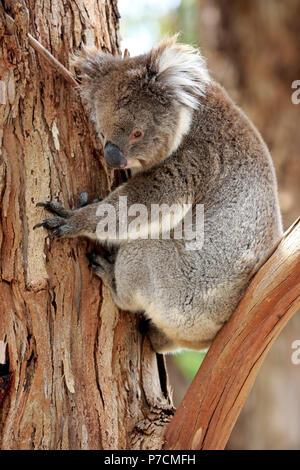 Koala, Erwachsenen auf dem Baum, Mount Lofty, South Australia, Australien, (Phascolarctos cinereus) Stockfoto