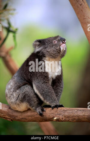 Koala, Erwachsenen auf dem Baum, Kangaroo Island, South Australia, Australien, (Phascolarctos cinereus) Stockfoto