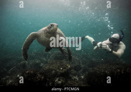 Schnorcheln Mann nehmen grüne Meeresschildkröte unter Wasser in den Galapagos Inseln Stockfoto