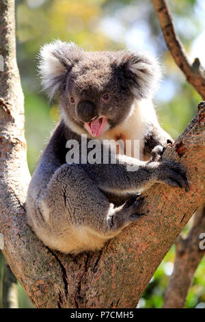 Koala, Erwachsenen auf dem Baum jawning, Kangaroo Island, South Australia, Australien, (Phascolarctos cinereus) Stockfoto